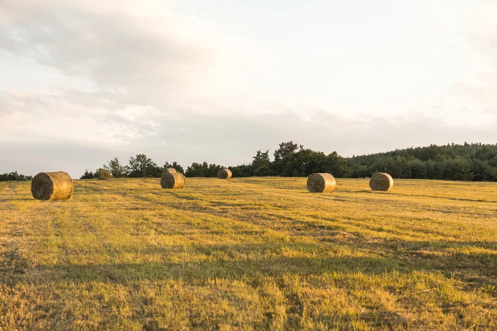 Country-Bank-a-plot-of-land-with-hay-bales-scattered-on-it