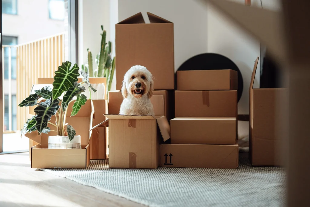Country-Bank-white-fluffy-dog-poking-head-out-of-moving-box